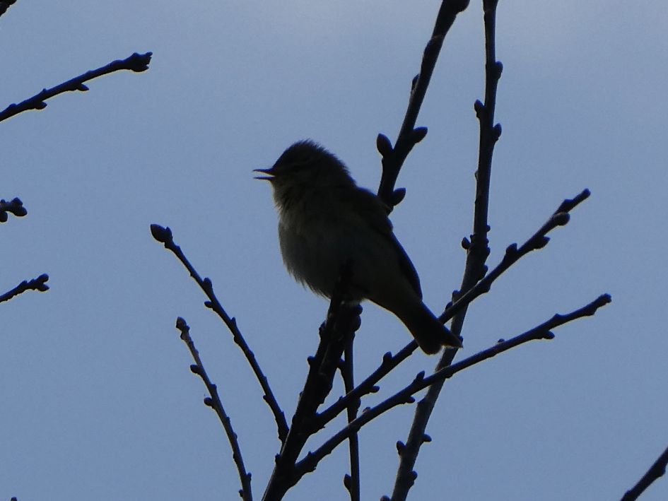 Wat voor vogel is dit?