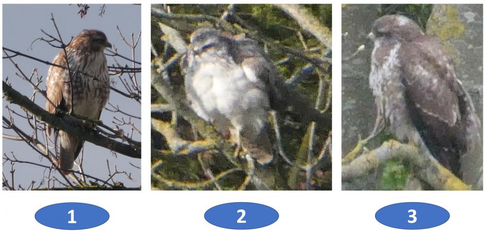 welke roofvogel is dit?