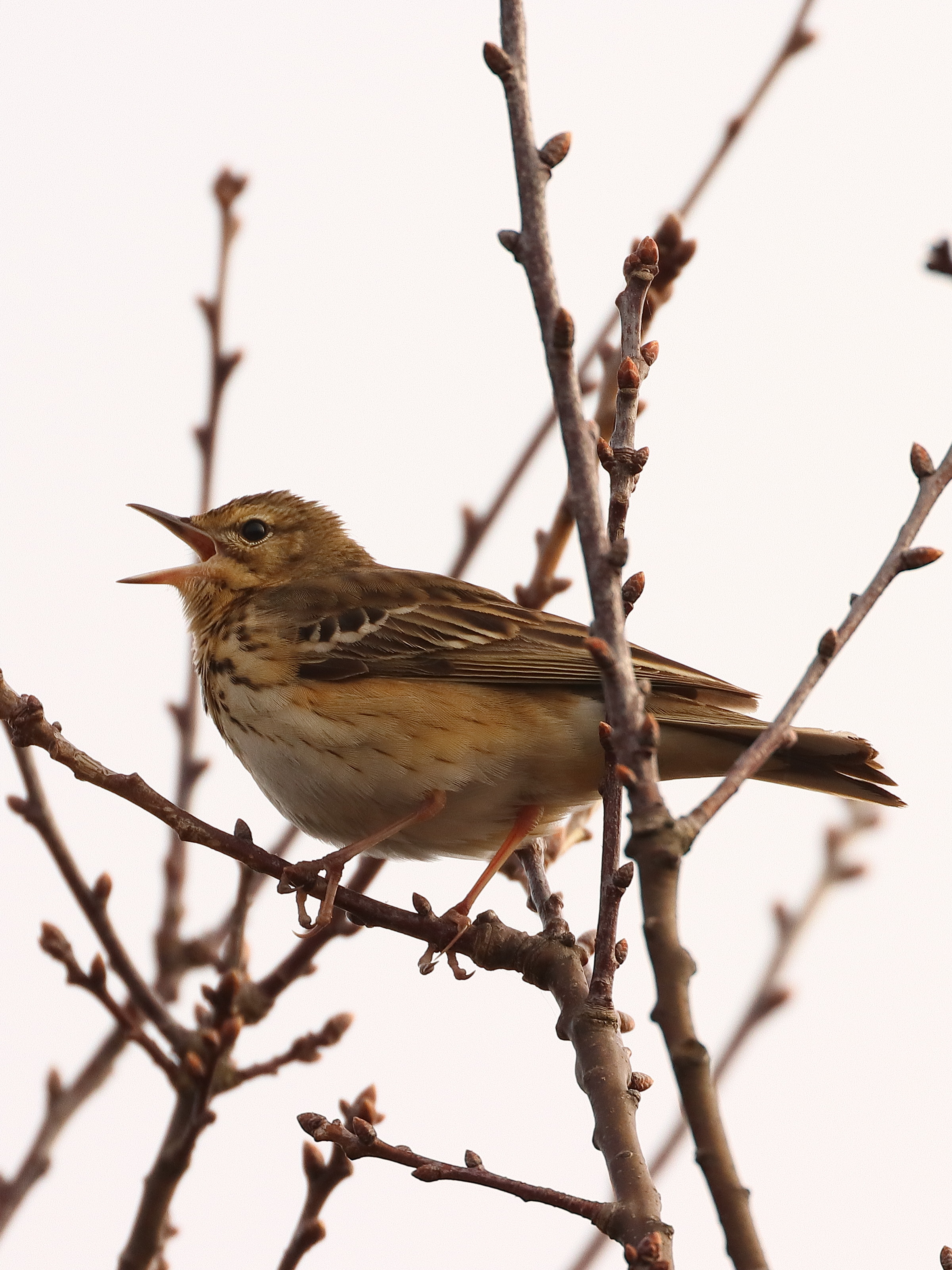Weet misschien iemand wat voor vogel dit is?