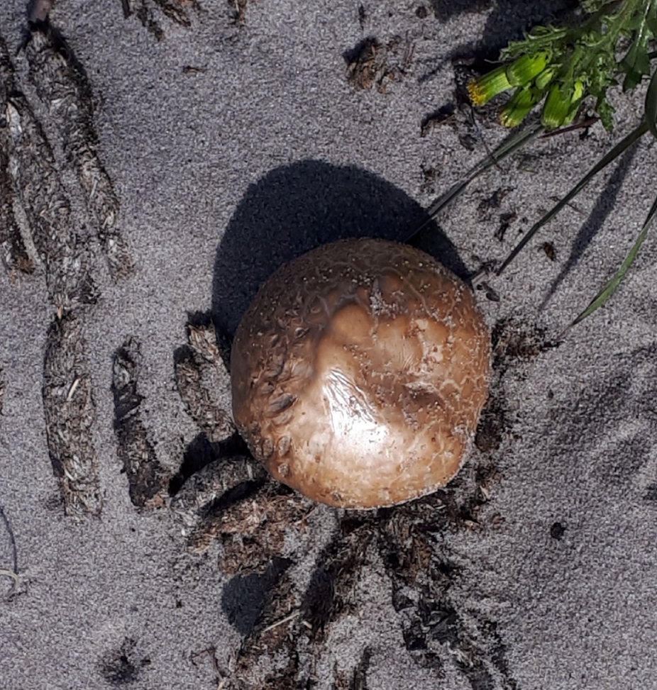 Is dit een paddestoel is dit?