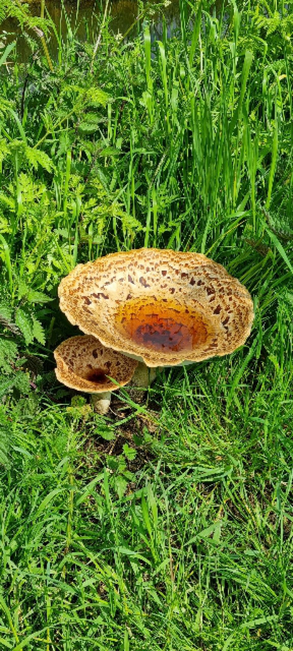 Welke paddenstoel is dit