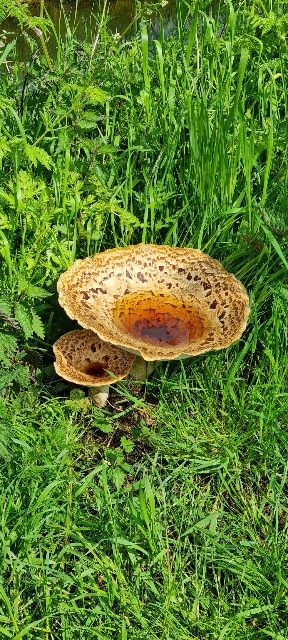 Welke paddenstoel is dit