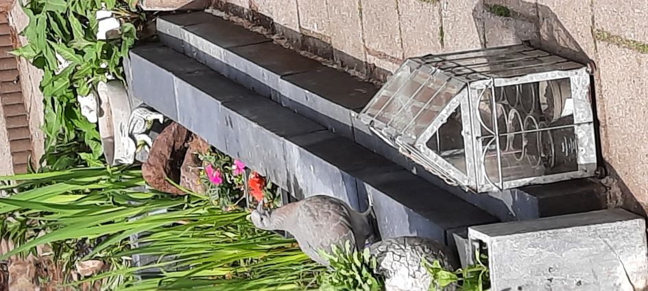 Wat voor een duif is dit?