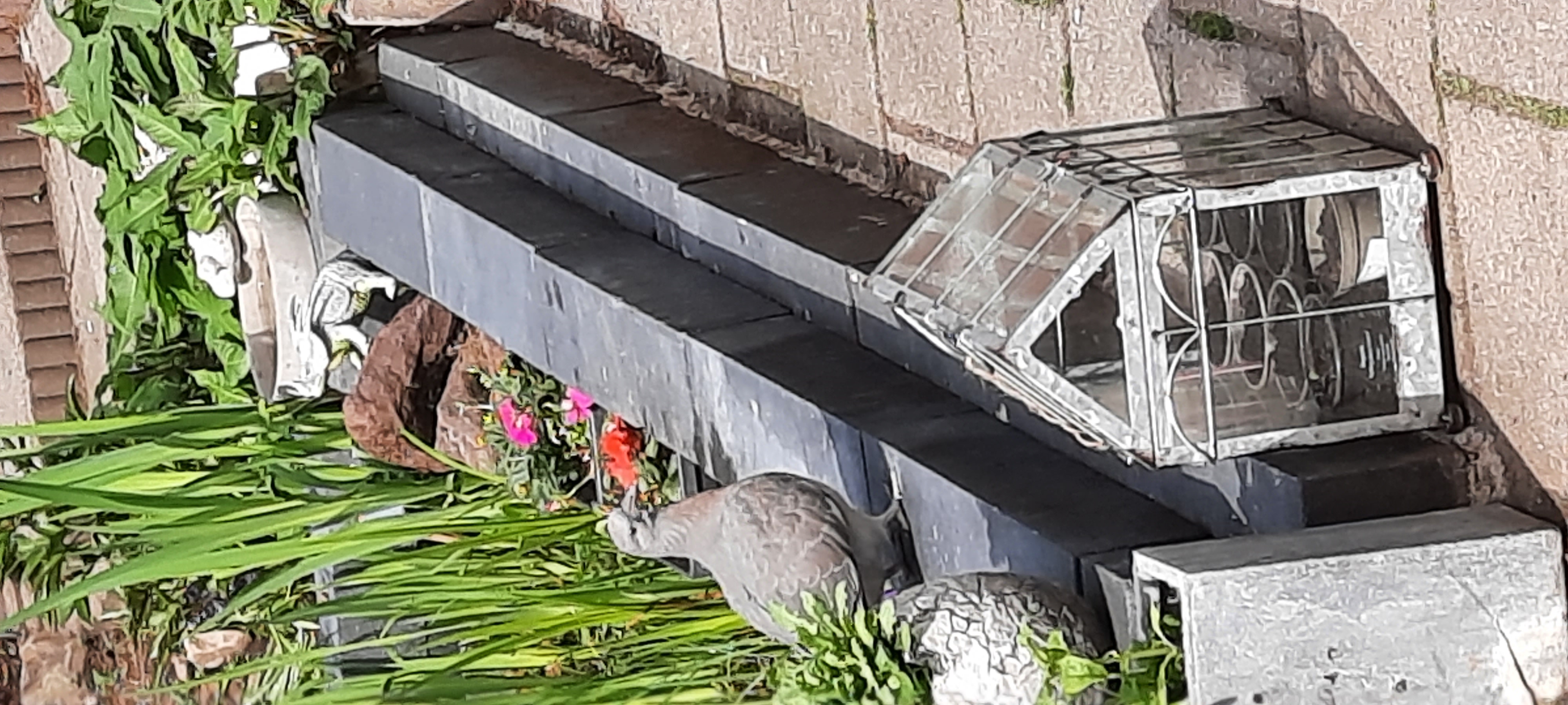 Wat voor een duif is dit?