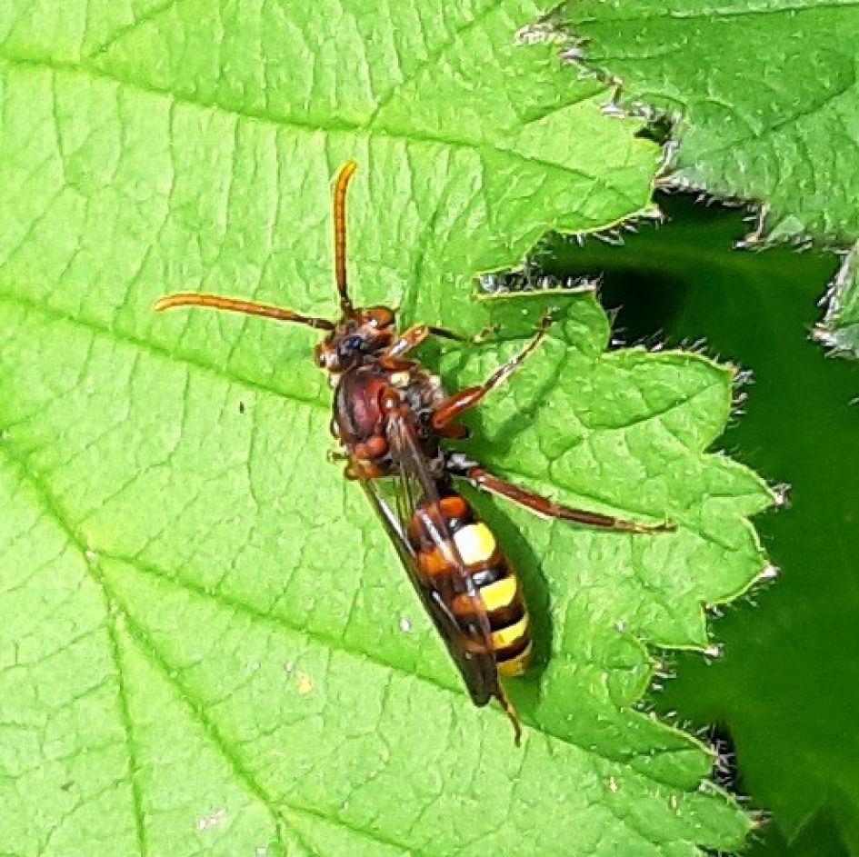 Zou graag de naam weten