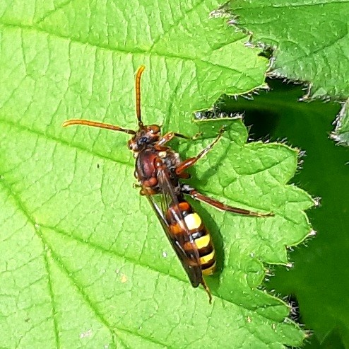 Zou graag de naam weten