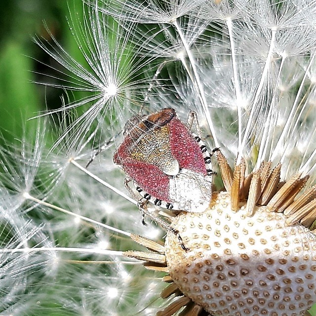 Bessenschildwants ??