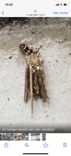 Onbekend insect met ‘takjes’