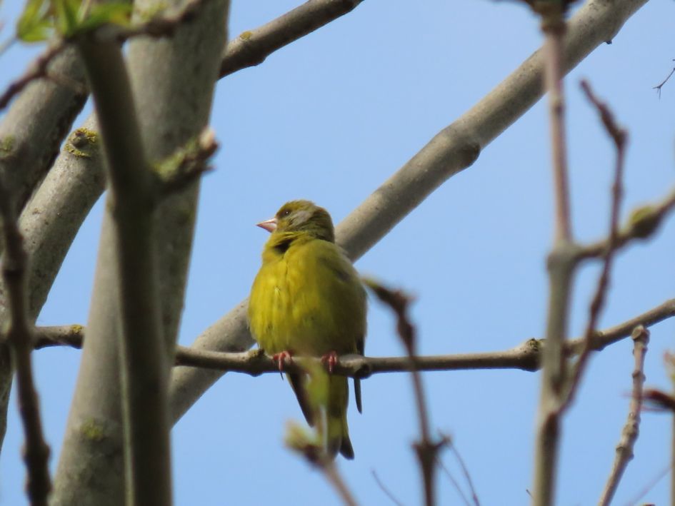 Een Europese kanarie bij ons om de hoek?