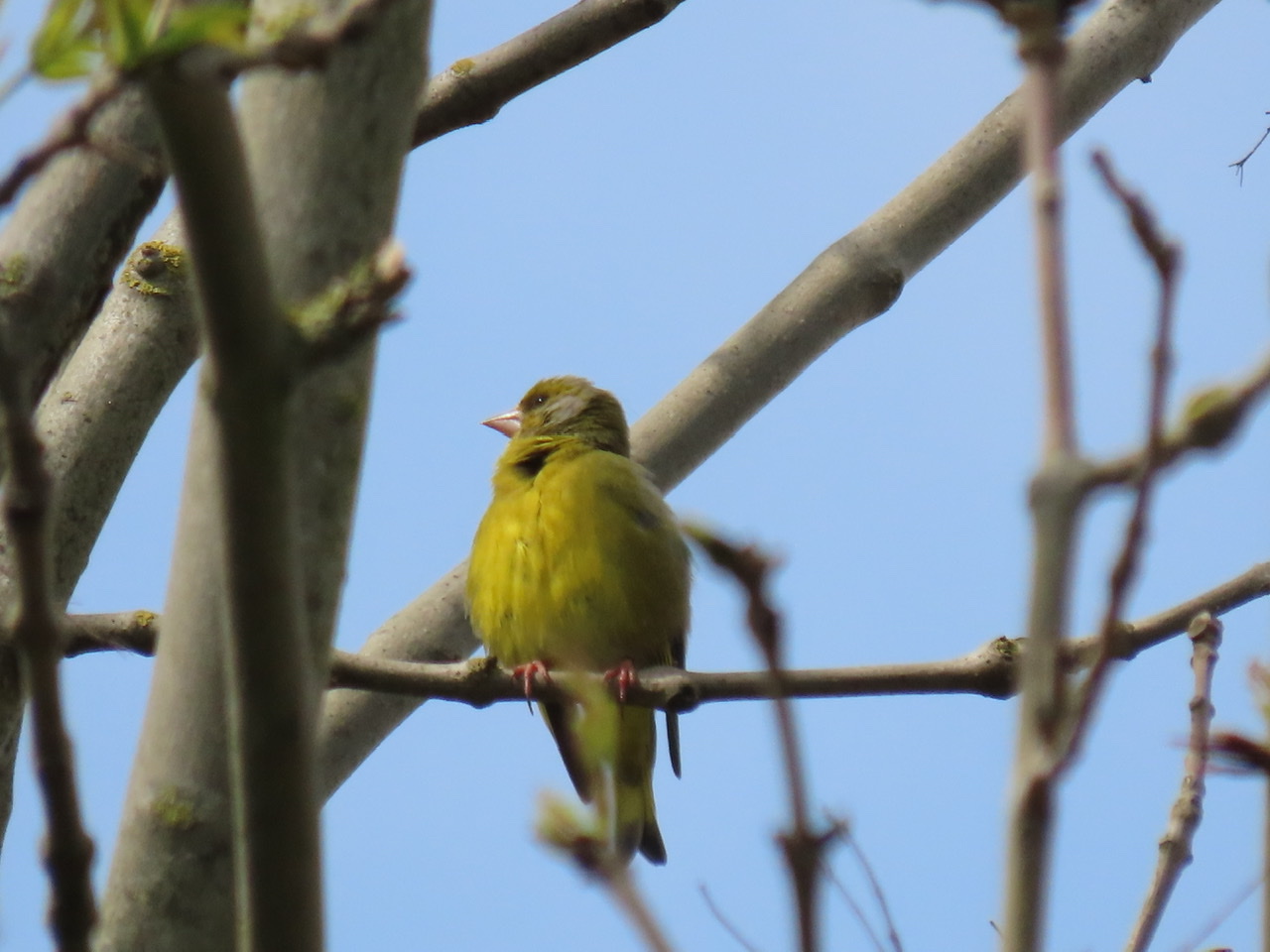 Een Europese kanarie bij ons om de hoek?