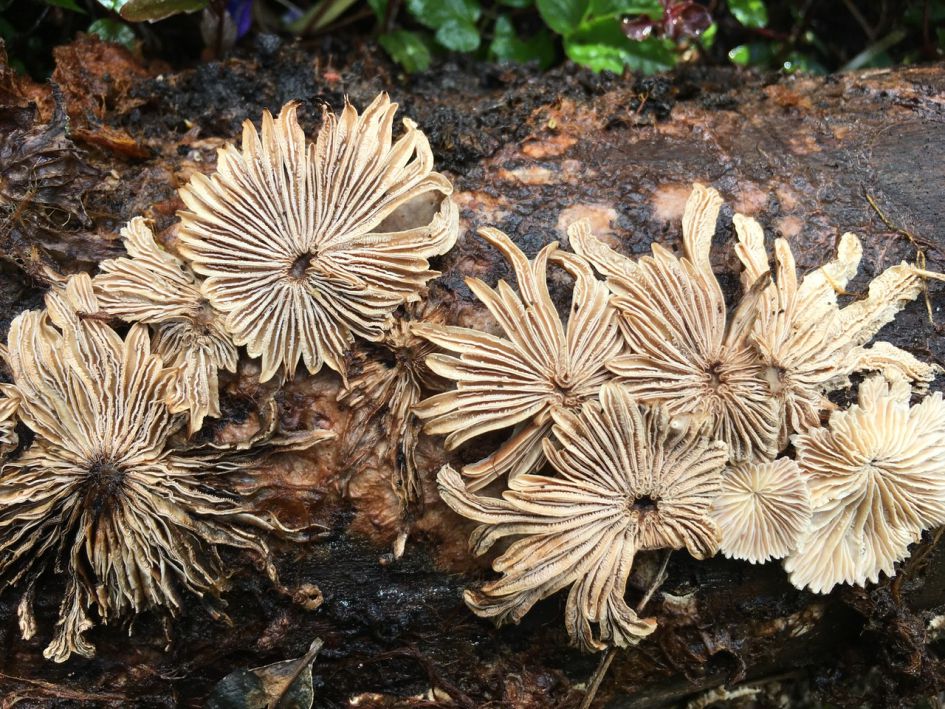 bijzondere schimmel?