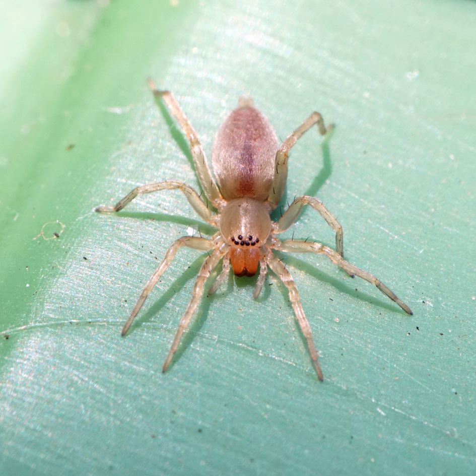 Wat voor soort spin?