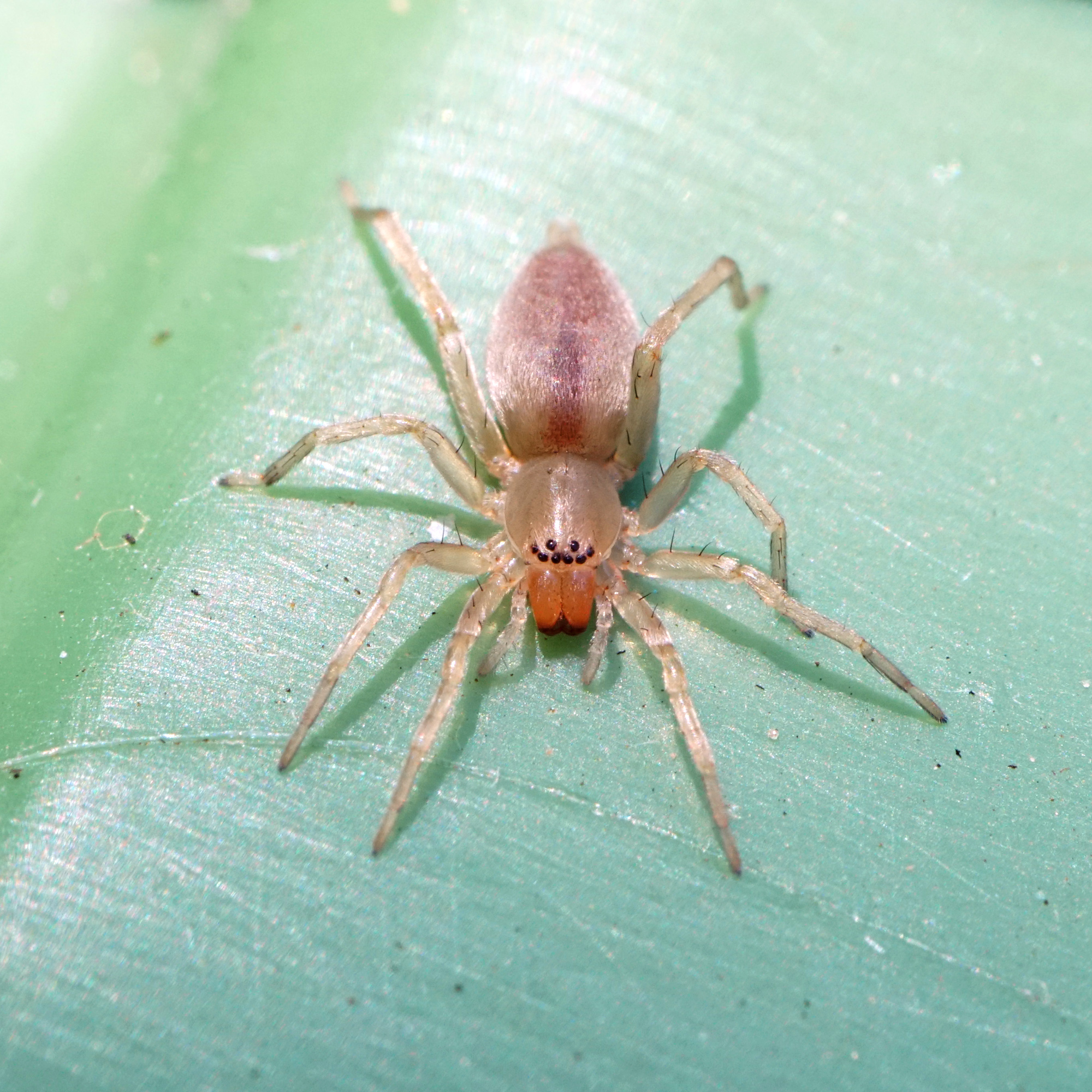 Wat voor soort spin?