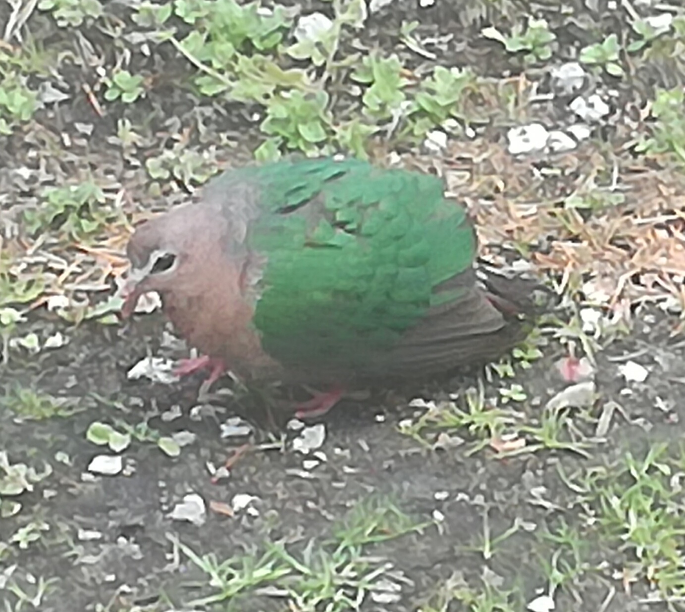 Ik weet niet wat voor vogel het is