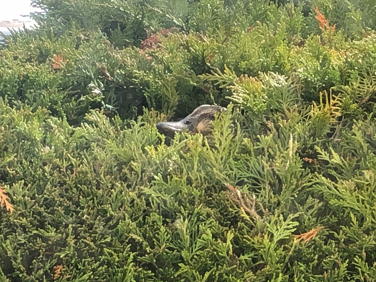 Eend in mijn coniferen heg !