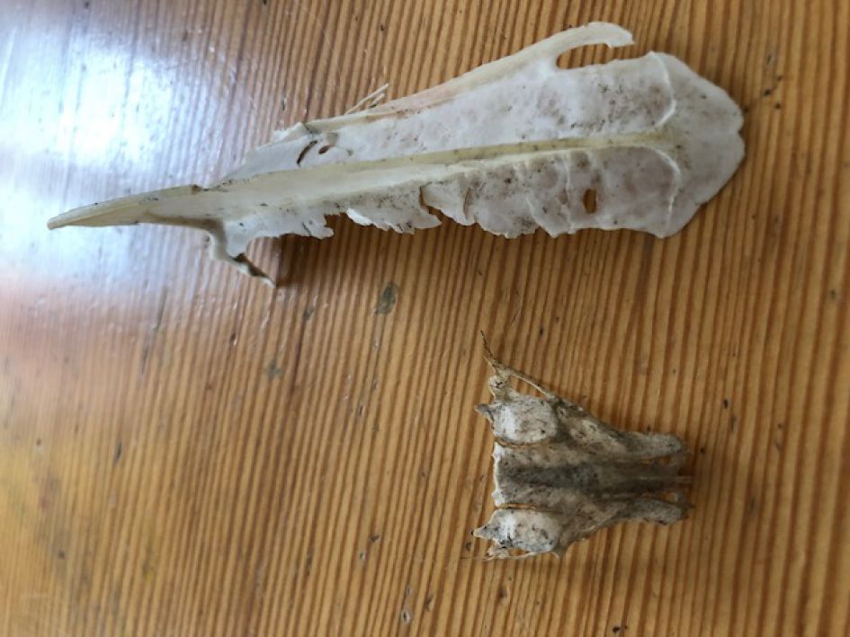 Wat waren dit voor dieren?