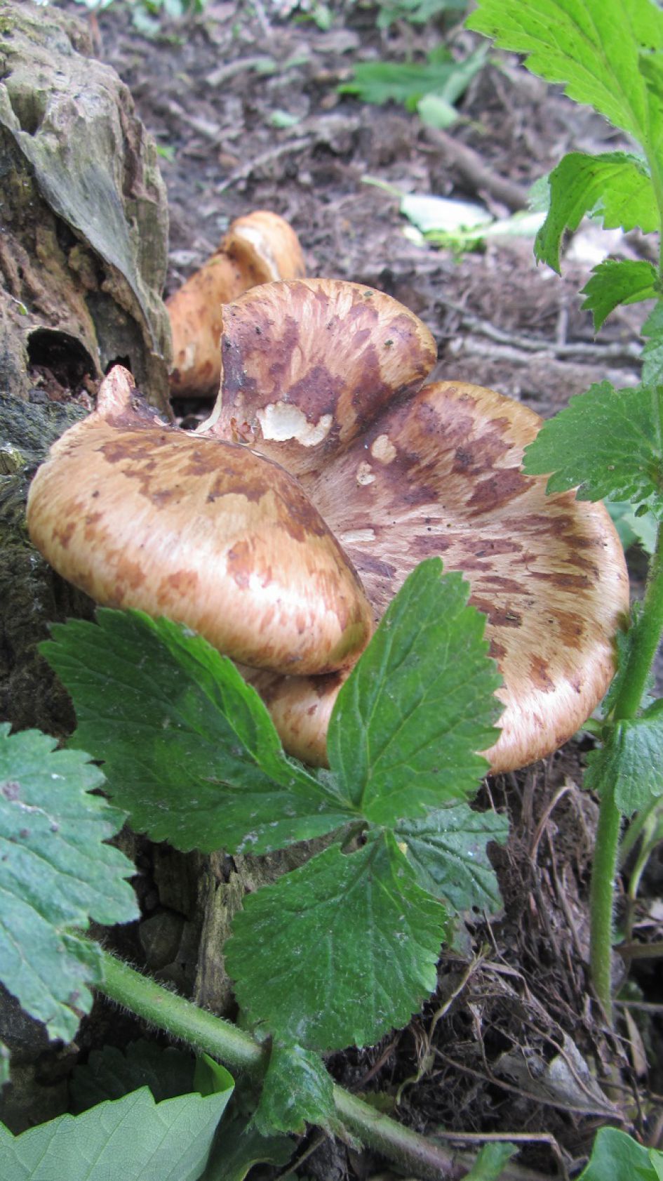 Onbekende paddenstoel