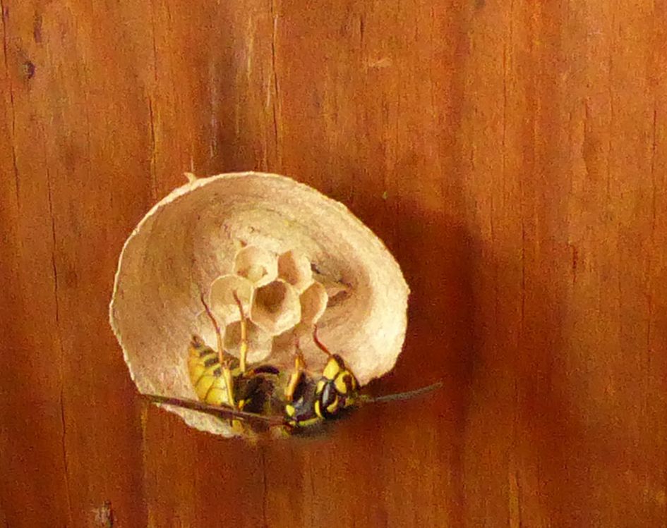 prachtig wespenwerk maar ...