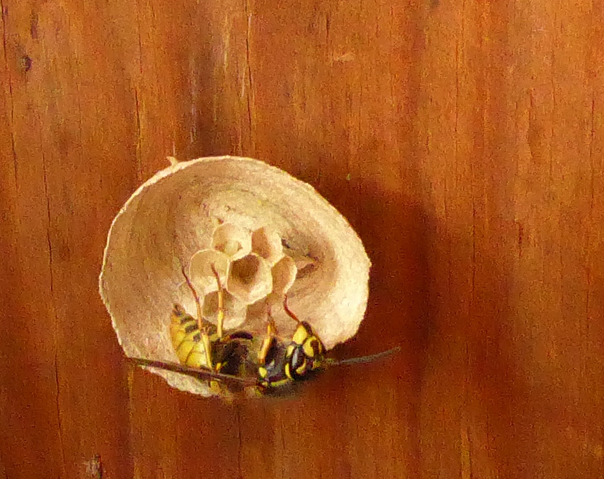 prachtig wespenwerk maar ...