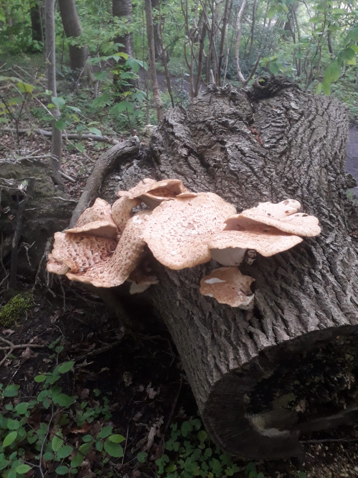 Onbekende paddenstoel