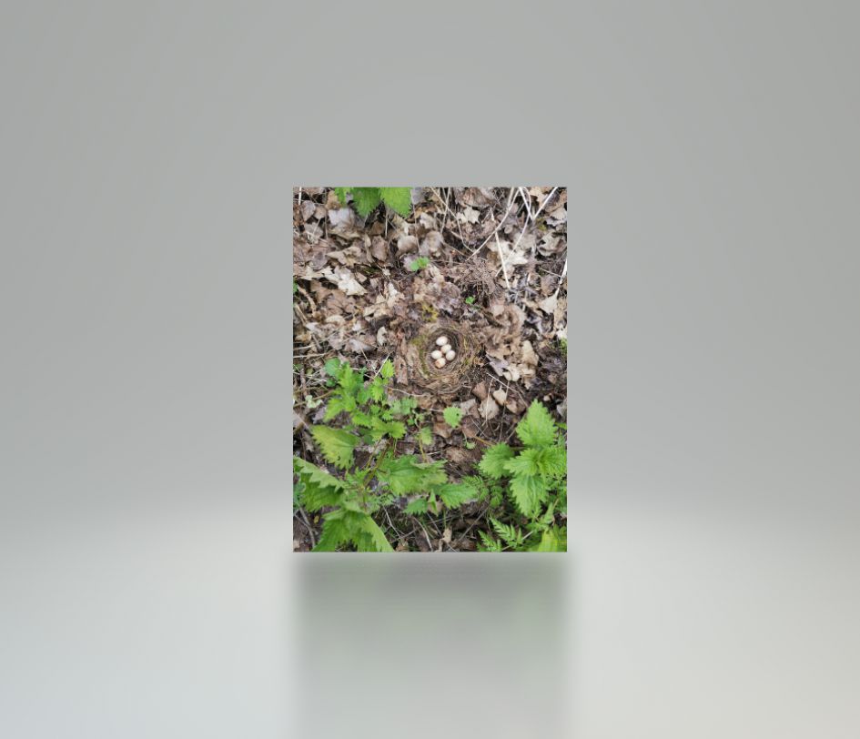 Leeg nest met eitjes op hole 9 van golfbaan de Houtrak