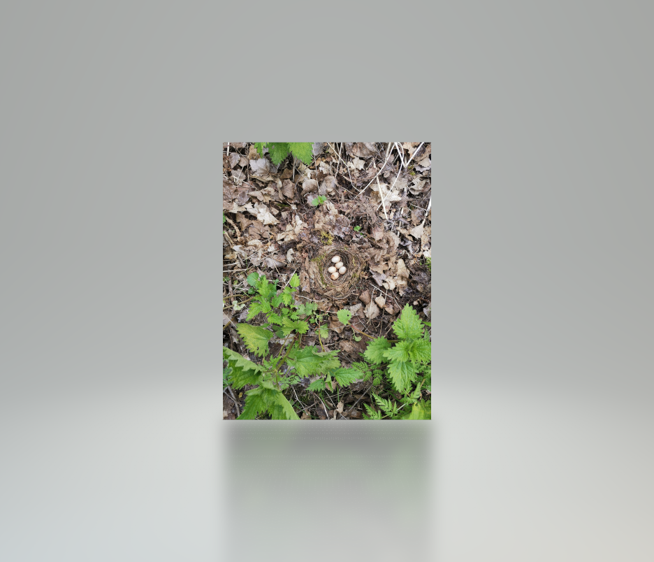 Leeg nest met eitjes op hole 9 van golfbaan de Houtrak