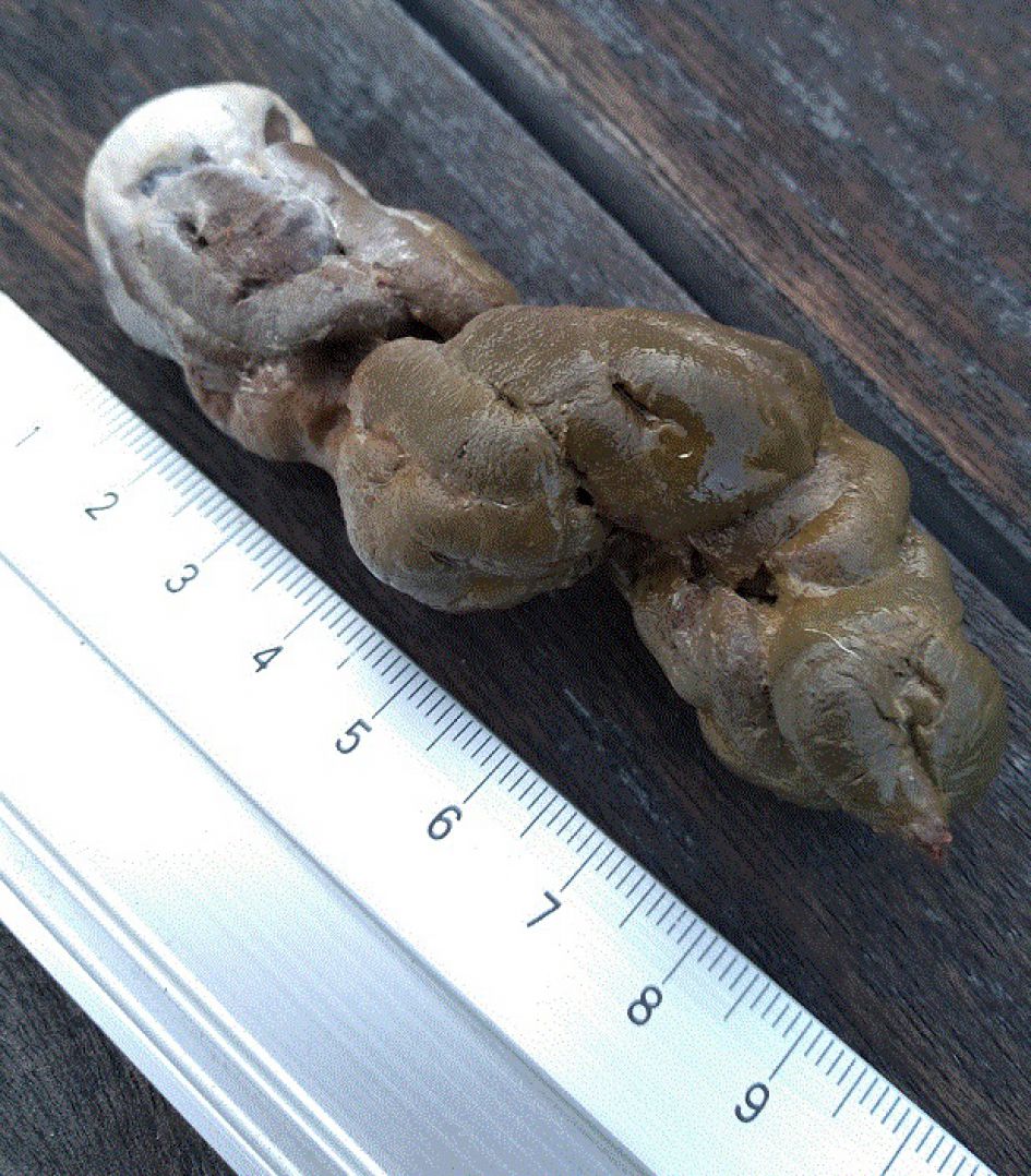 Van welk dier (vermoedelijk vogel) kan dit zijn?