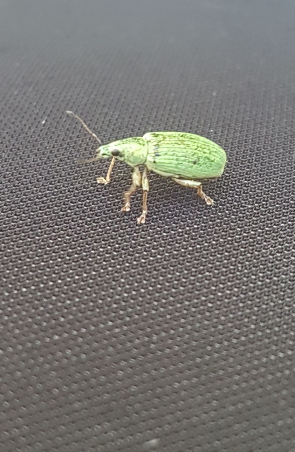 Welk insect  is dit?