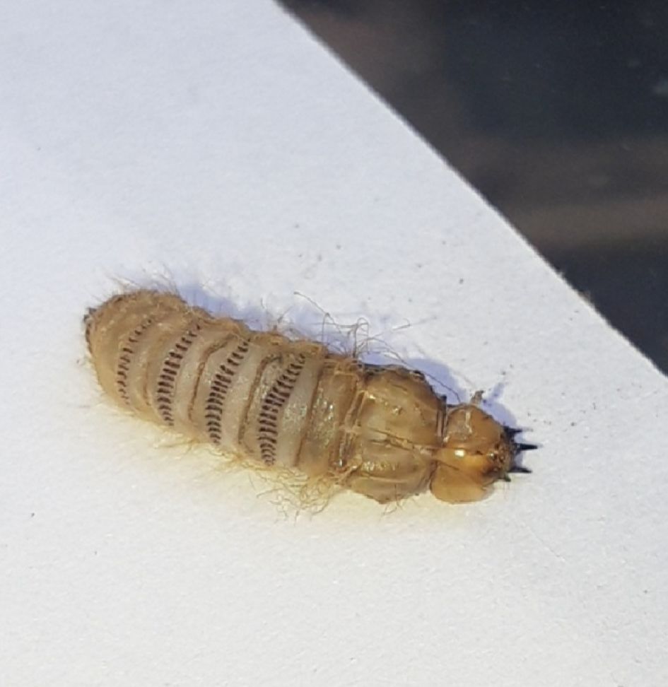 Wat is dit een cocon