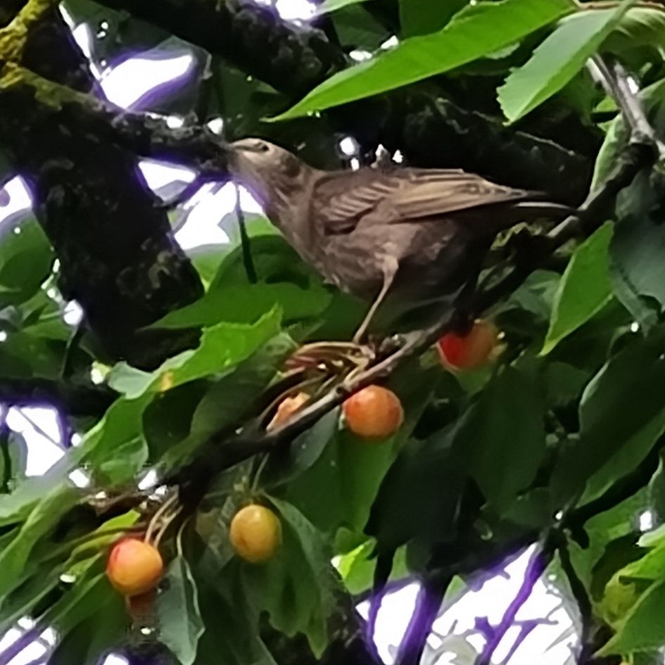 Invasie in de kersenboom
