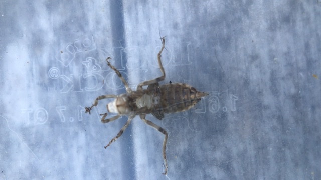 Insect