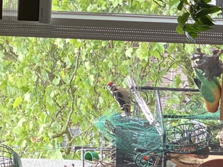 Jonge grote bonte specht?