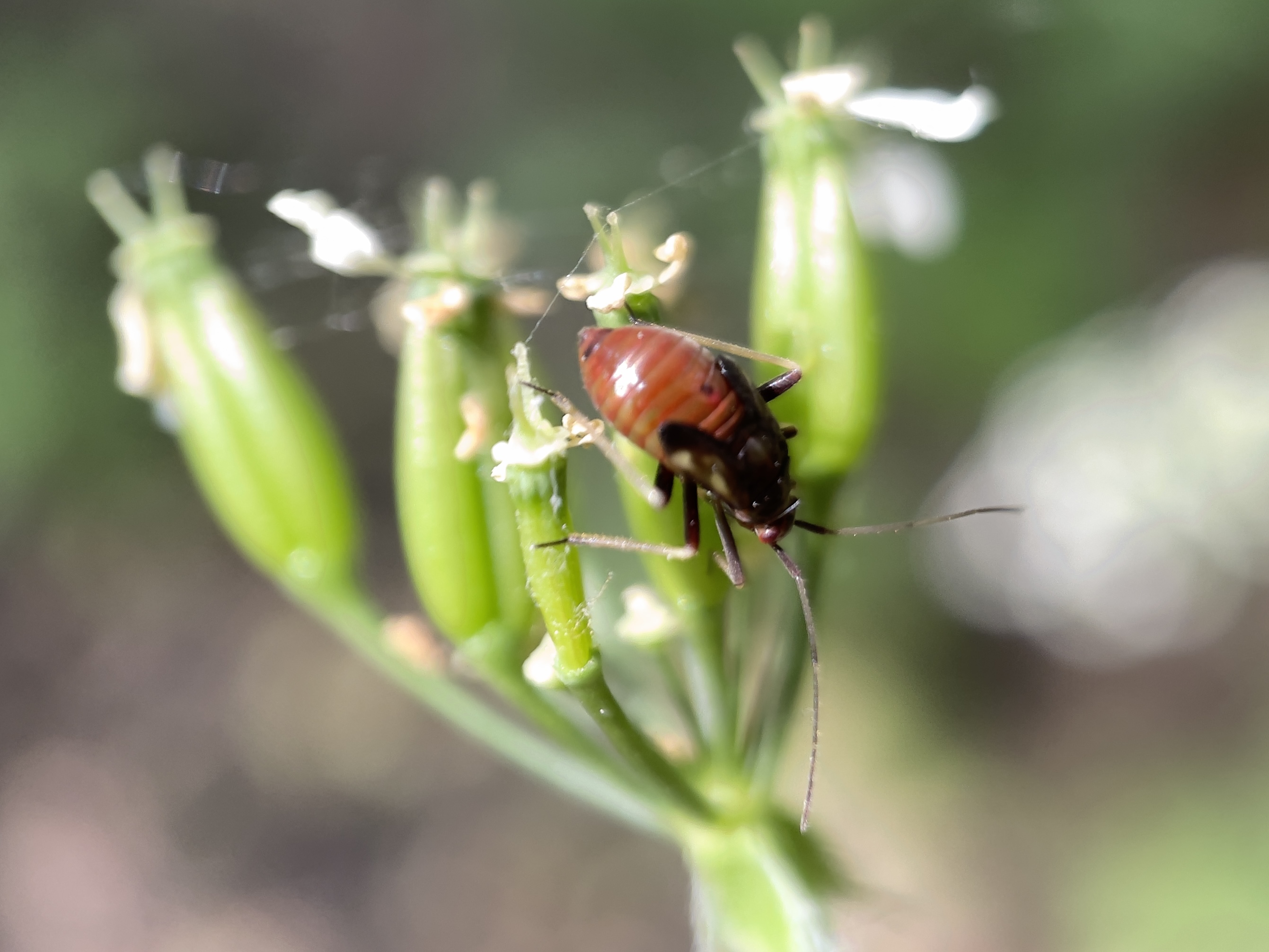 Nimf van een blindwants??