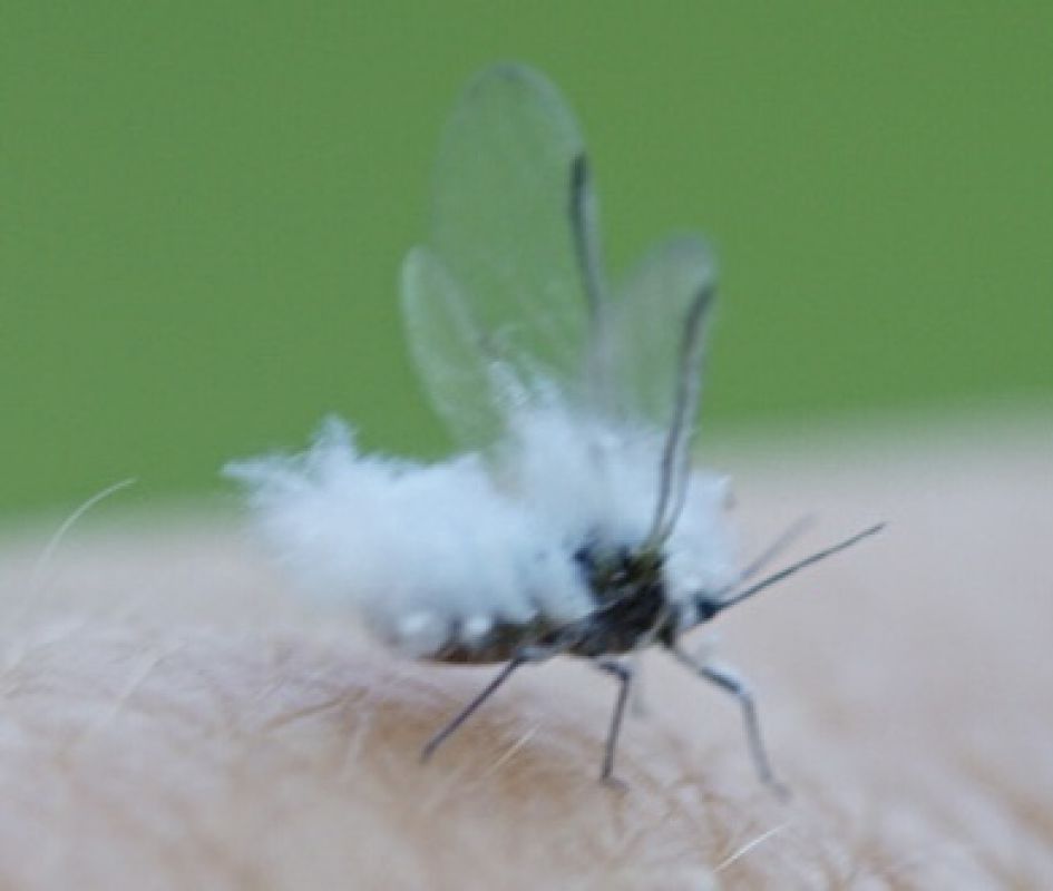 Welk insect is dit of is het schimmel op een insect