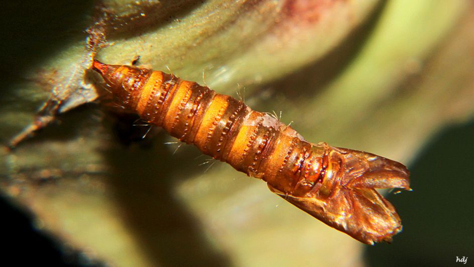 Van wie kan dit zijn…