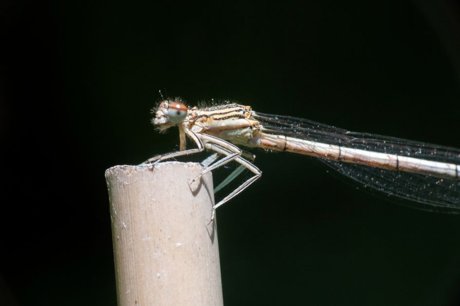 Blauwe breedscheenjuffer?