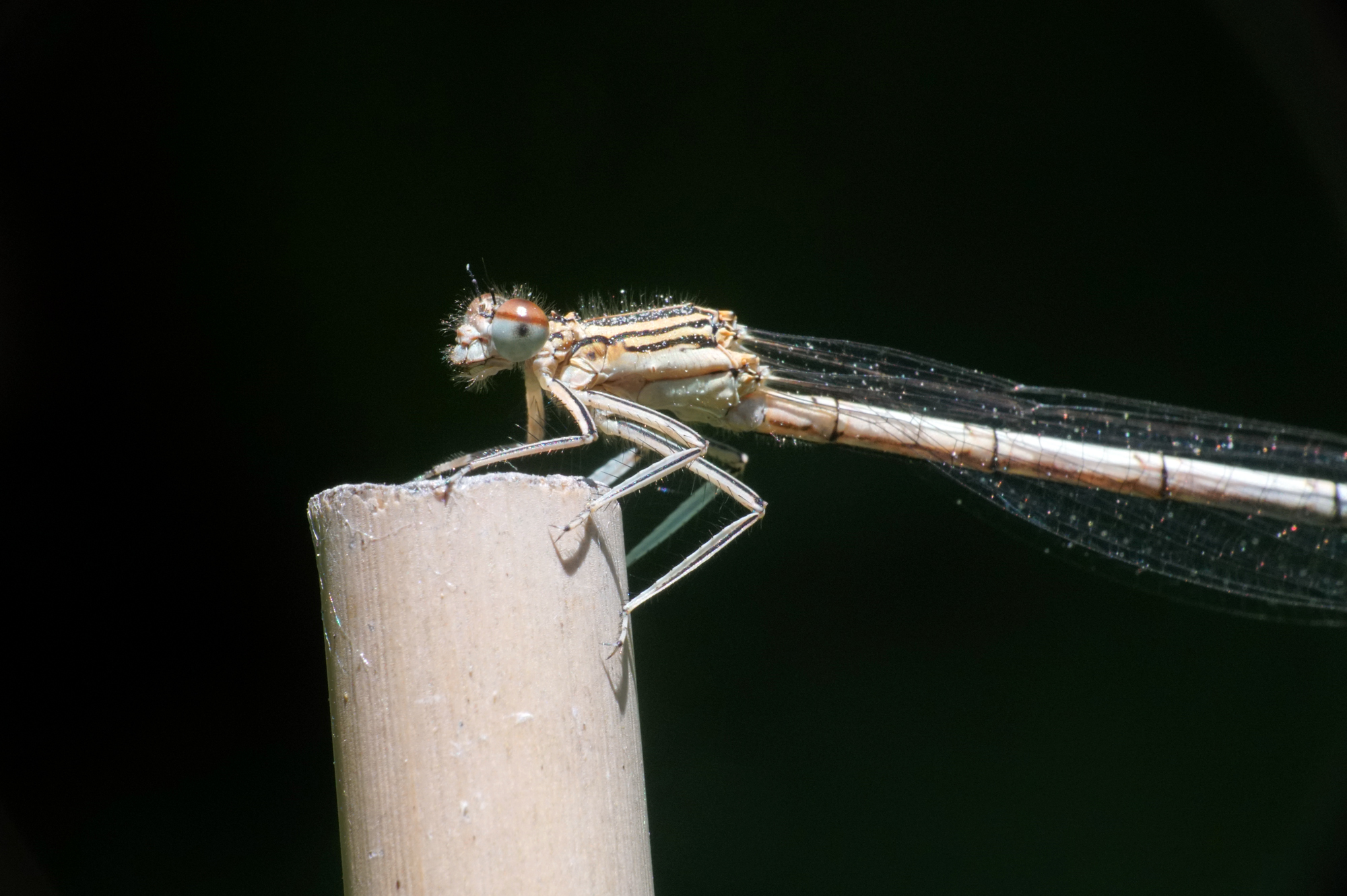 Blauwe breedscheenjuffer?