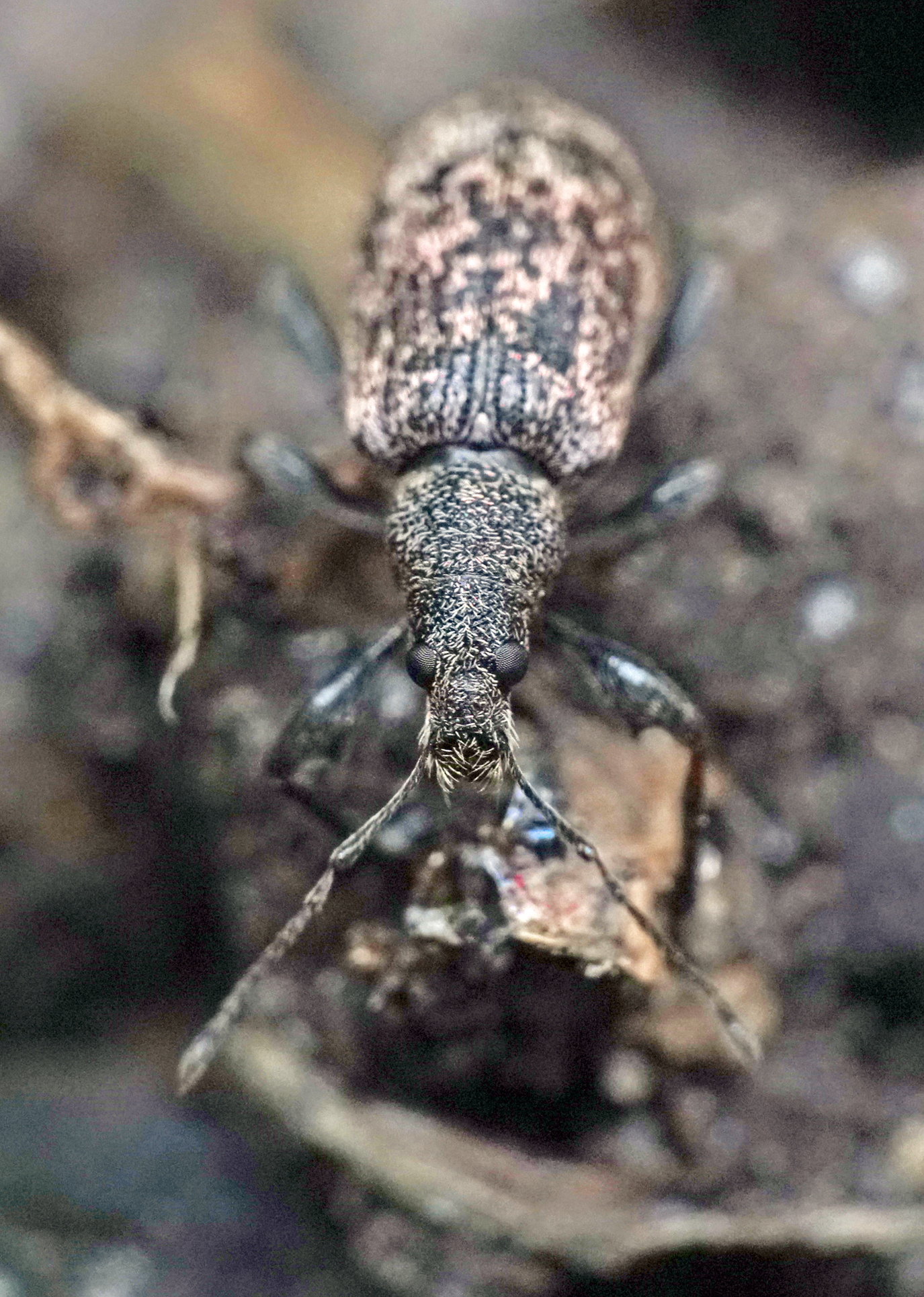 Welke snuitkever soort?