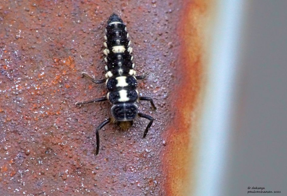 Larve van welk lieveheersbeestje?