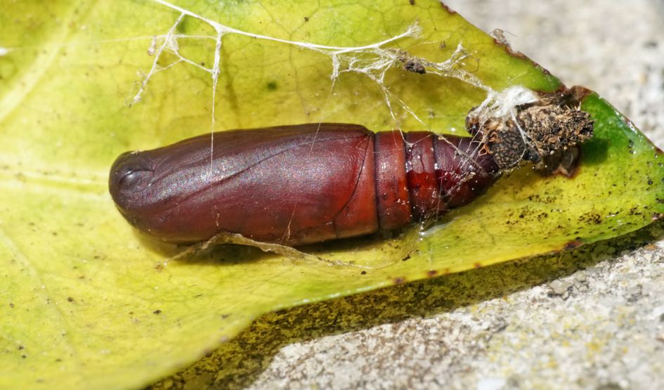 Pop van welke vlinder?