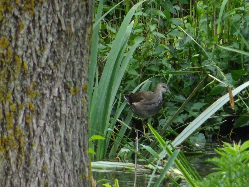 Jonge watervogel.