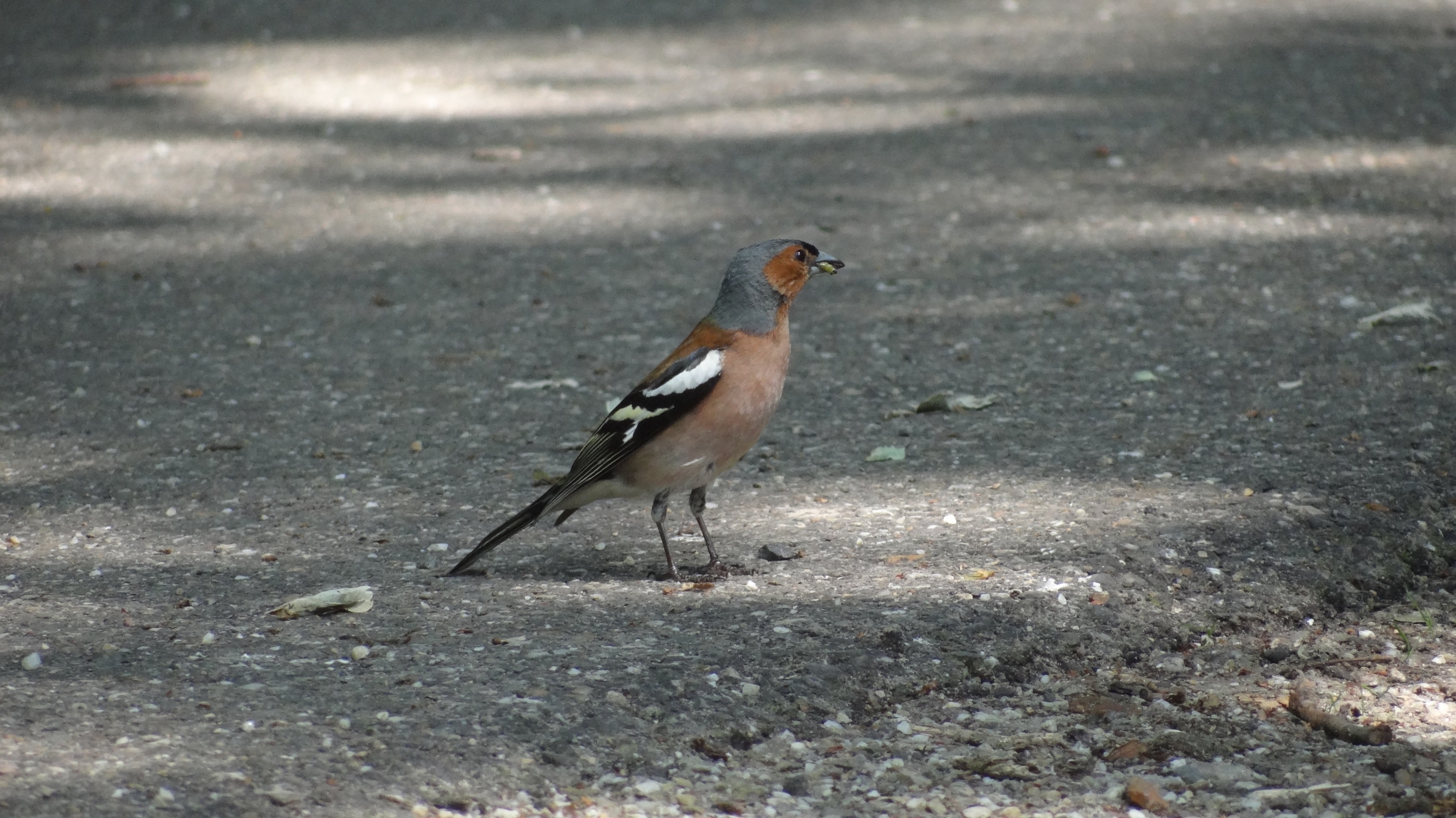 Wie weet welke vogel dit is?