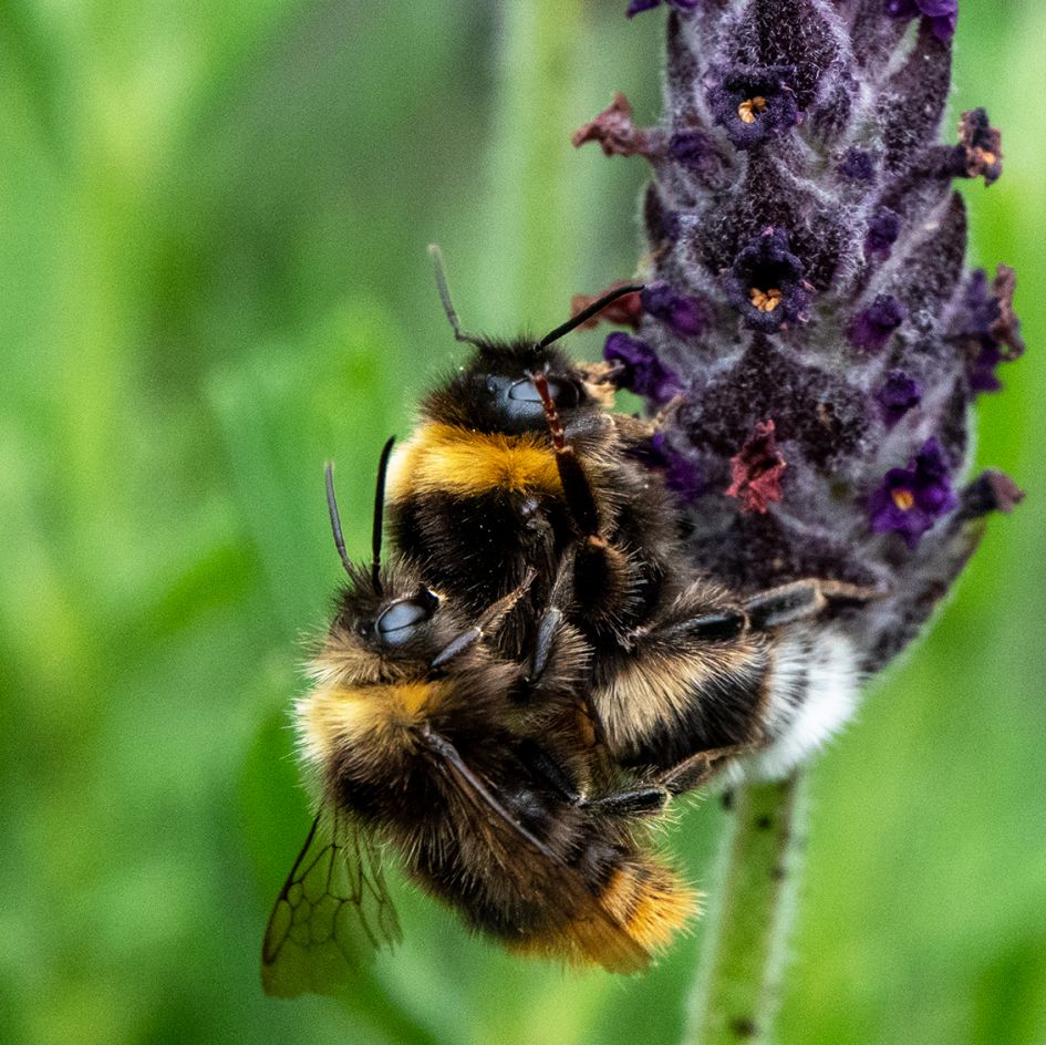 Welke Hommels zijn dit?
