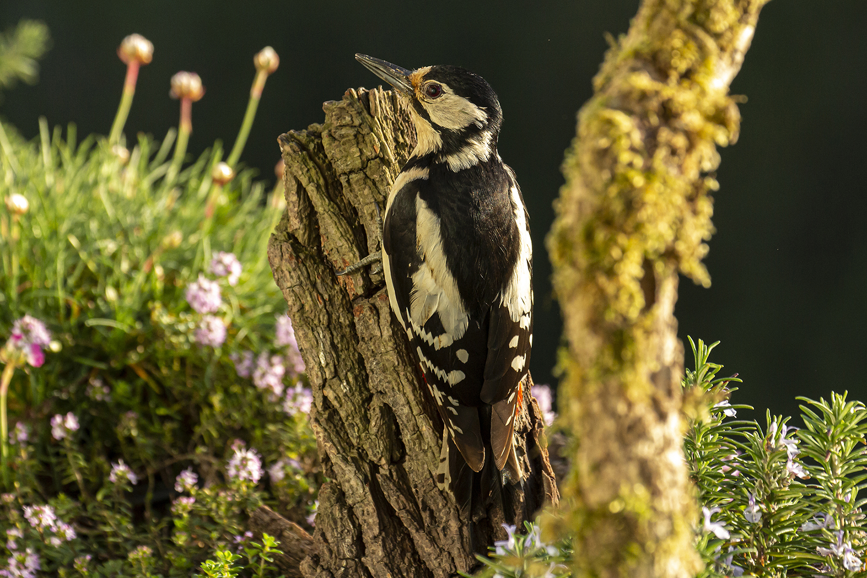 Spechten eten van de voegen tussen de stenen?