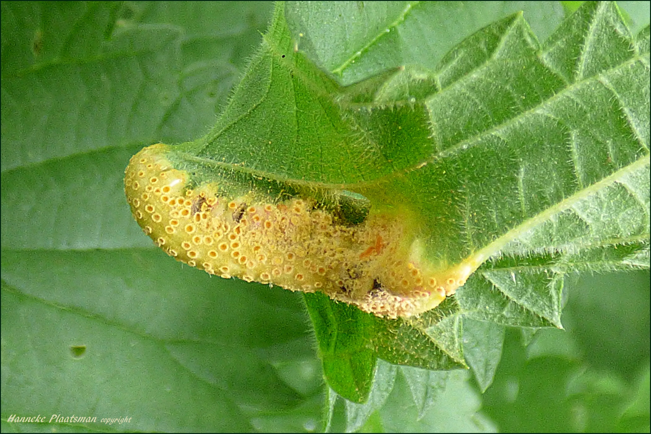 Voor mij is dit iets bijzonders