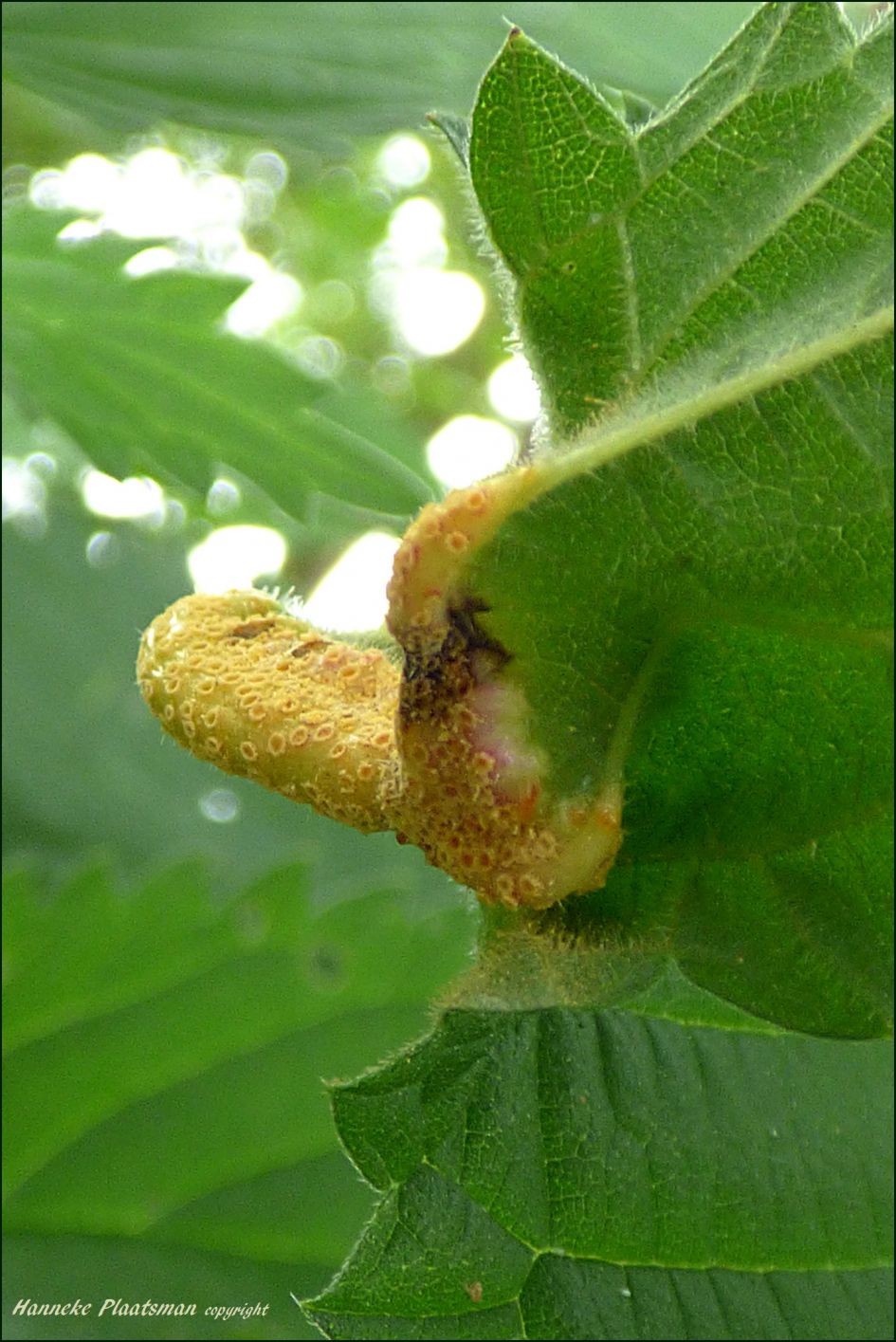 En nog een van de andere kant bekeken.