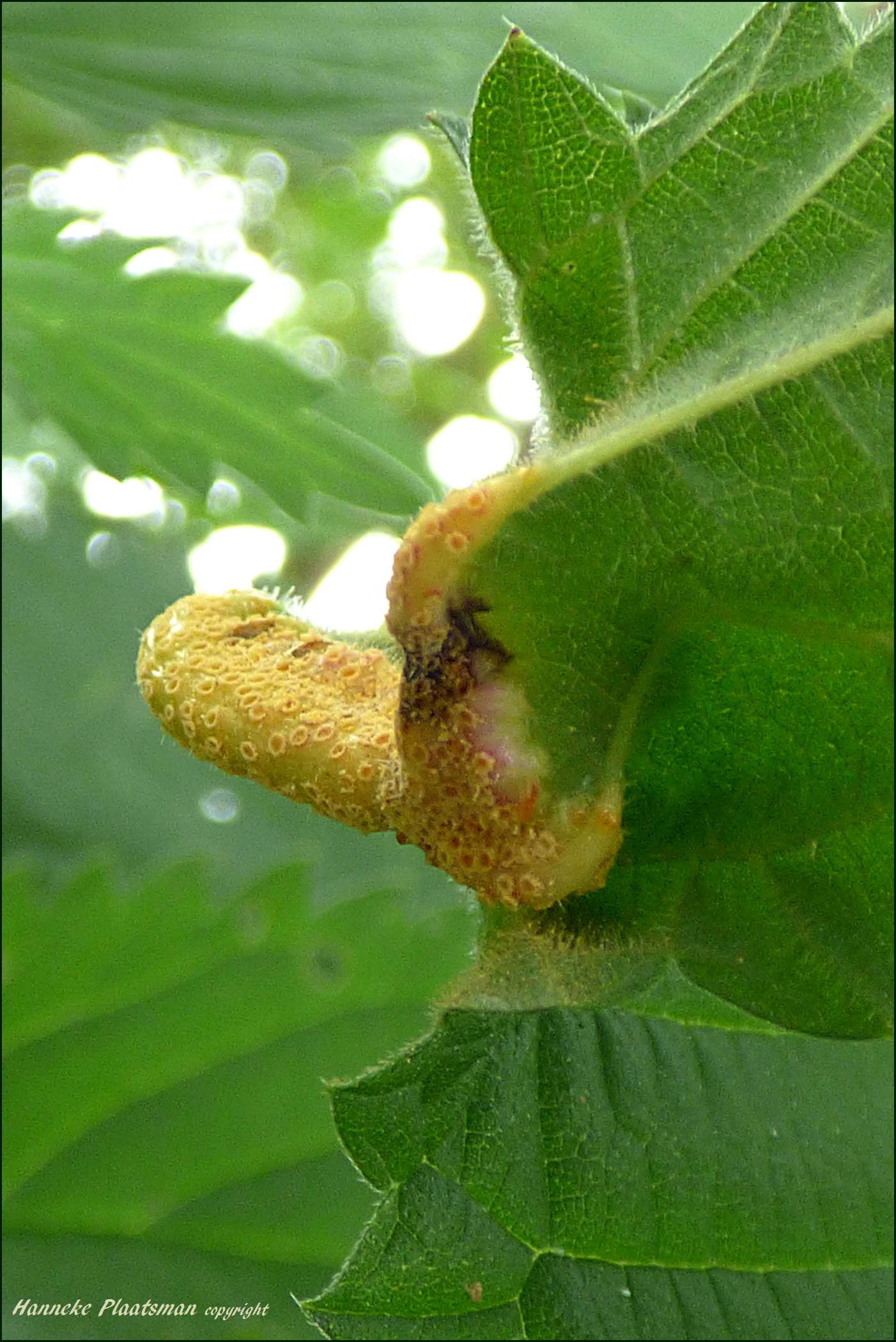 En nog een van de andere kant bekeken.