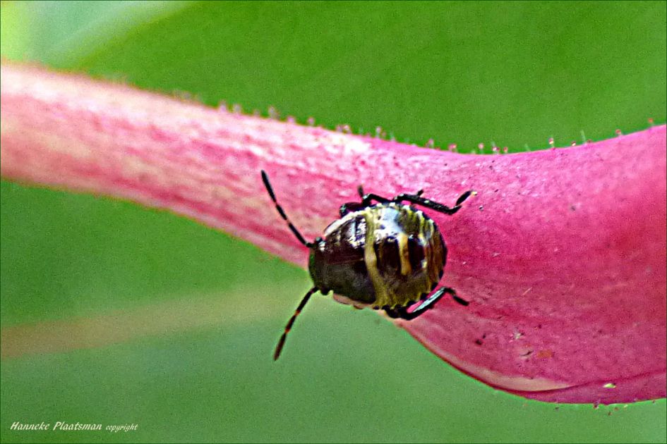 Piepklein kevertje op de knop van de kamperfoelie.