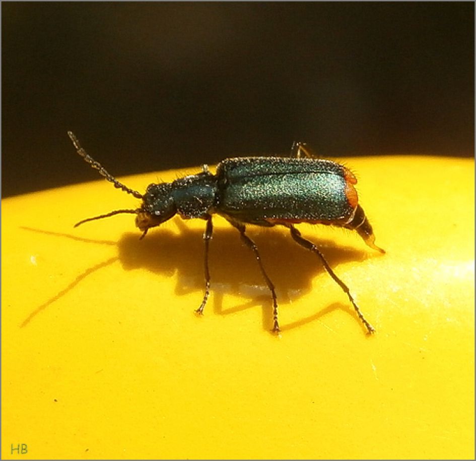 Een kevertje onbekend.