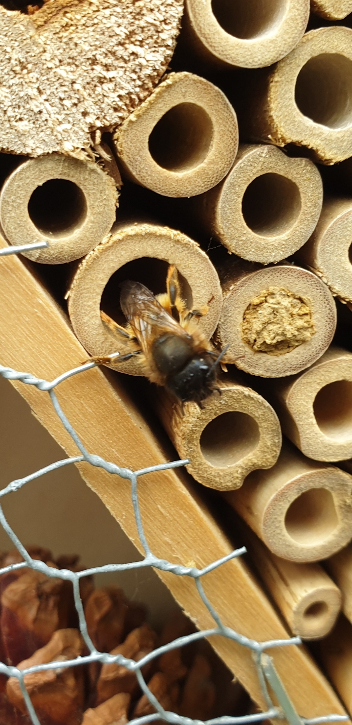 Dode bijen bij bijenhotel
